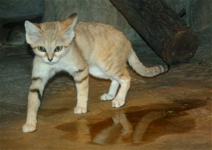 Sand cat (Felis margarita)