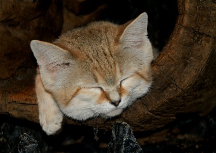 Sand cat (Felis margarita)