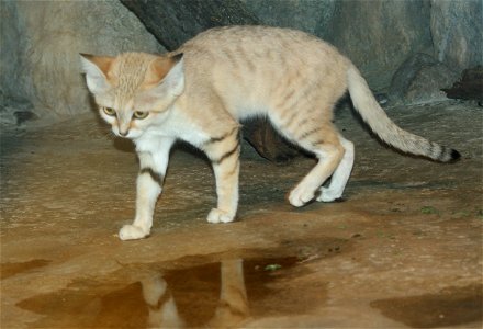 Sand cat (Felis margarita)