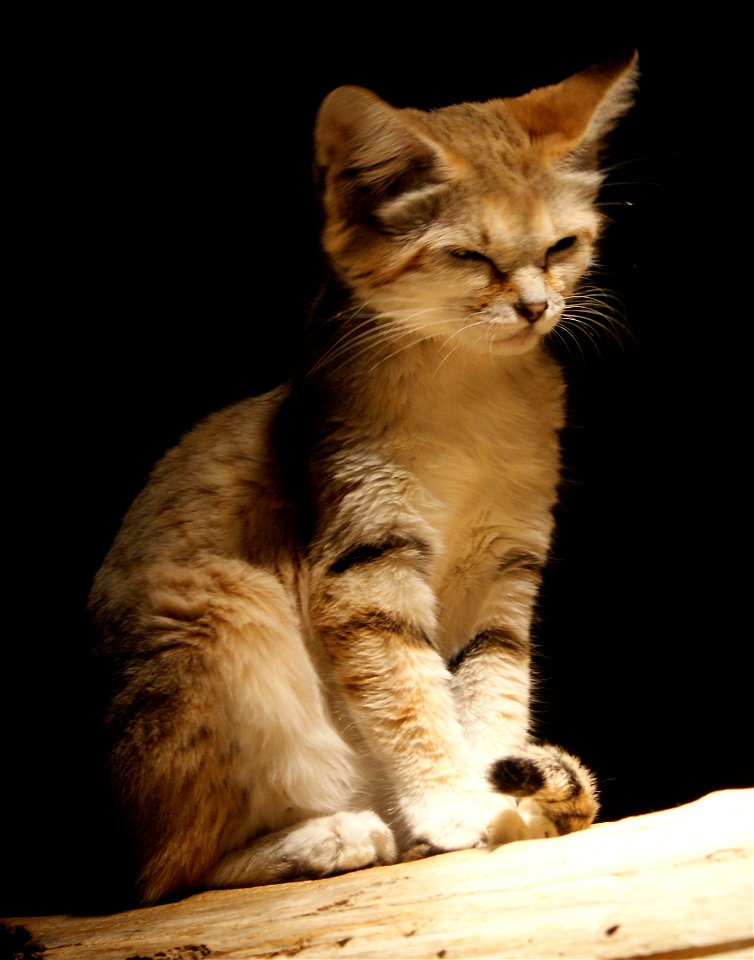 Sand cat (Felis margarita)