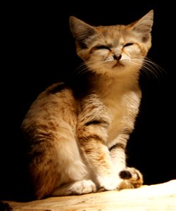 Sand cat (Felis margarita)