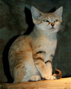 Sand cat (Felis margarita)