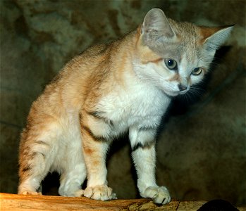 Sand cat (Felis margarita)