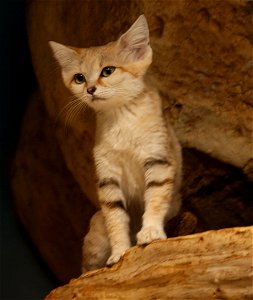 Sand cat (Felis margarita)