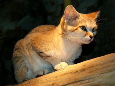 Sand cat (Felis margarita) photo