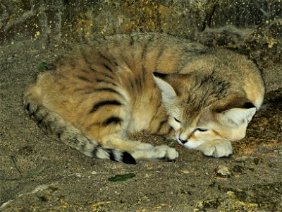 Sand Cat Felis margarita in the Twilight World zone at Bristol Zoo, England.