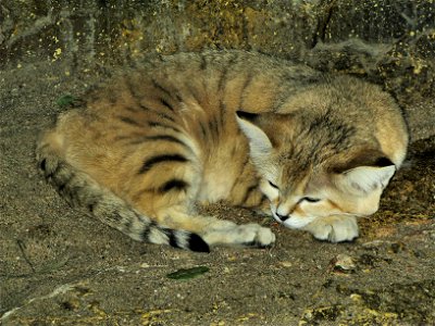 Sand Cat Felis margarita in the Twilight World zone at Bristol Zoo, England. photo