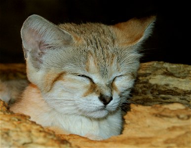 Sand cat (Felis margarita)