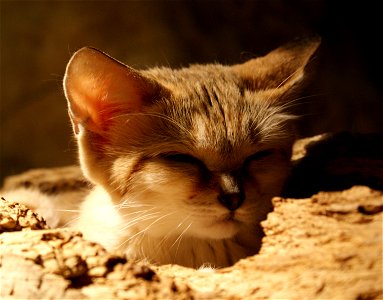 Sand cat (Felis margarita)