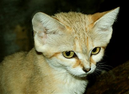 Sand cat (Felis margarita)