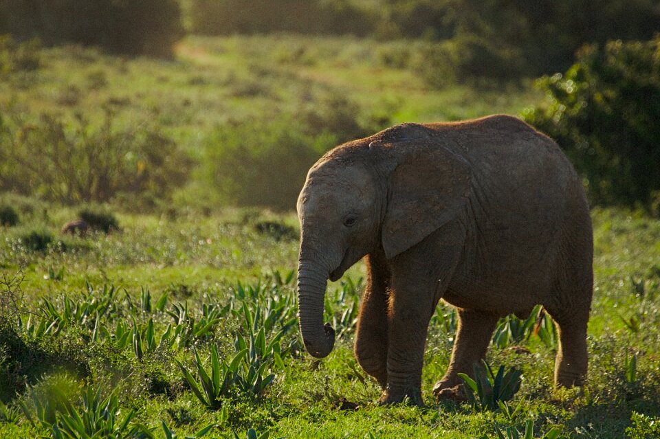 Addo national park