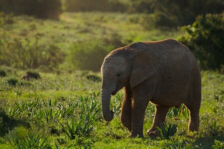 Addo national park