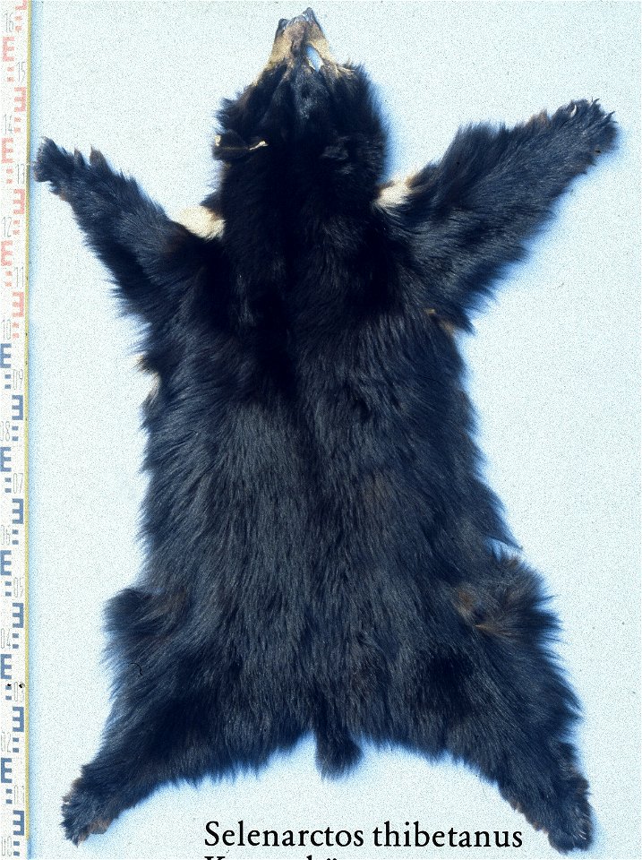 Asiatic black bear (selenarctos thibetanus). Fur skin collection, Bundes-Pelzfachschule, Frankfurt/Main, Germany
