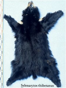 Asiatic black bear (selenarctos thibetanus). Fur skin collection, Bundes-Pelzfachschule, Frankfurt/Main, Germany photo