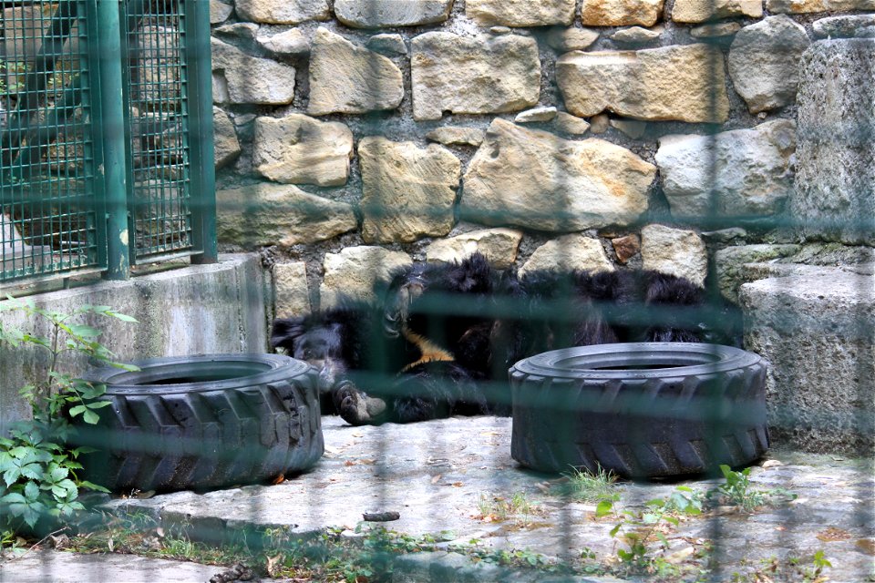 Kragenbär, in Wiener Neustadt, Niederösterreich, der Zwinger ist Teil Restbestandes der östlichen Stadtmauer