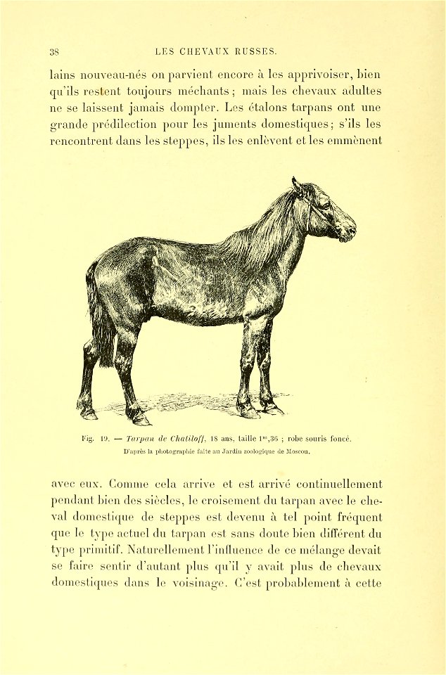 Les races chevalines : avec une étude spéciale sur les chevaux russes /