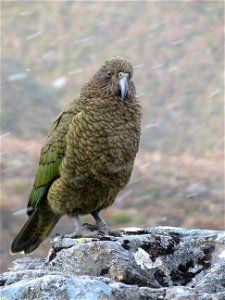 An adult Kea (Nestor notabilis) perching on a rock while it was snowing at Arthur's Pass, New Zealand. photo