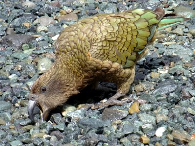Kea on New Zealand's south island.