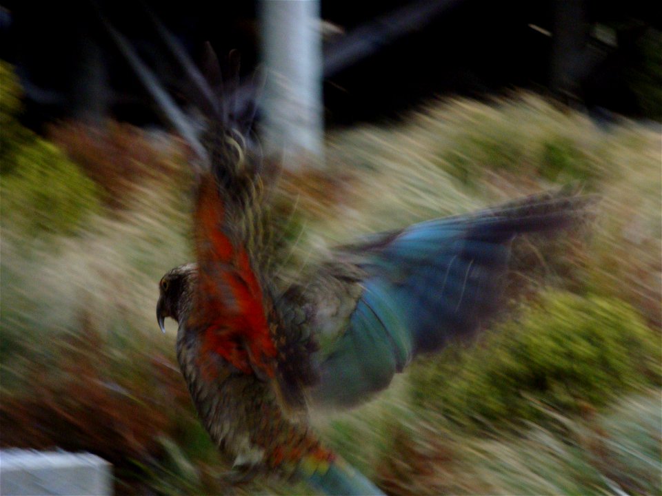 Kea revealing the brilliant colouring beneath its wings.