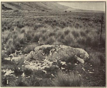Sheep killed by kea. Original description from Marriner (1907): "The first dead sheep was found at the foot of the Rolleston Range, about ten miles above the Rakaia Forks, on a broad expanse of river-