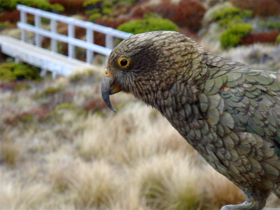 Profile of a kea in New Zealand's Fiordland National Park