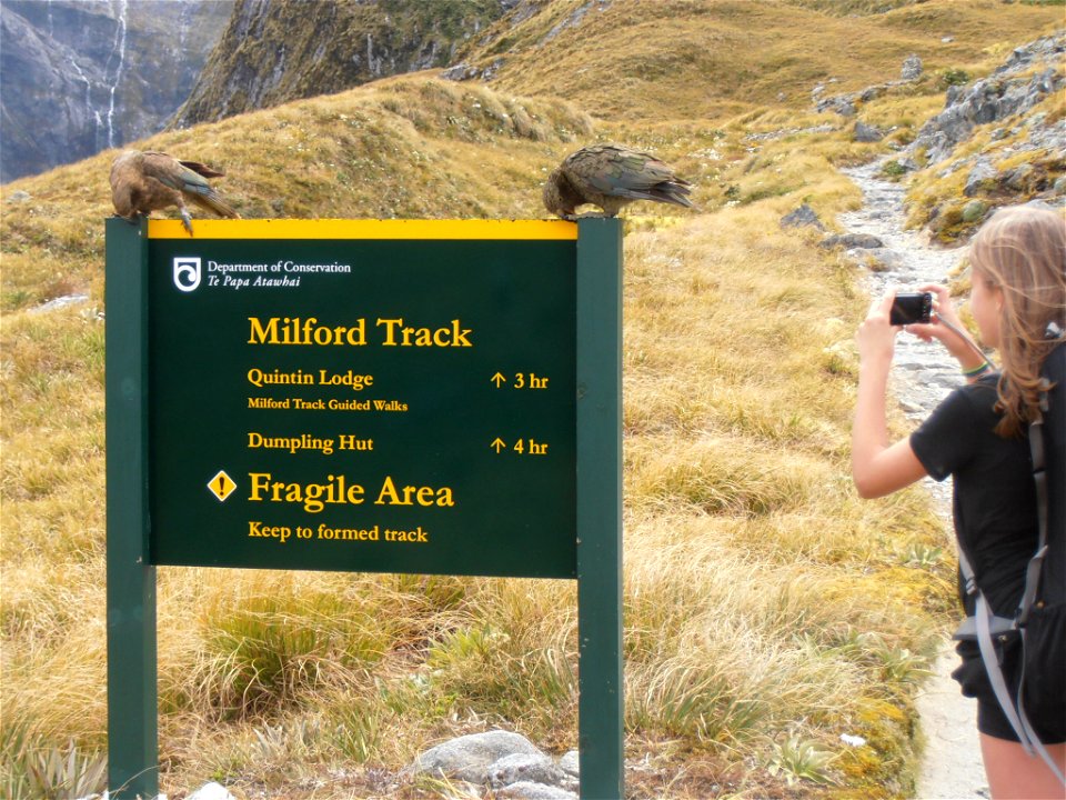 Keas posing on the sign at Mackinnon Pass Shelter.