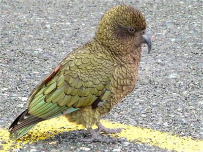 Male Kea (Nestor notabilis) on road to Milford Sound, New Zealand