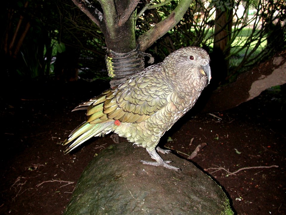 Kea at Paradise Valley Springs Wildlife Park near Rotorua, New Zealand.