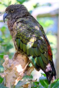 Kea perched atop branch stump, showing its green wing feathers and some orange feathers peeking out photo