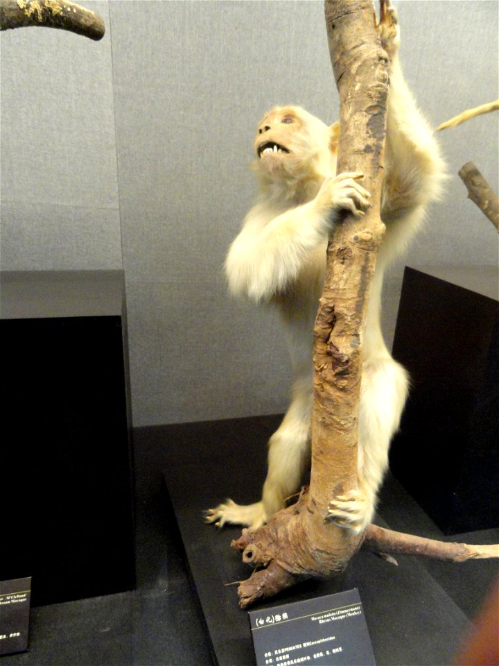 Taxidermy exhibit in the Kunming Natural History Museum of Zoology (昆明动物博物馆), Kunming, Yunnan, China.