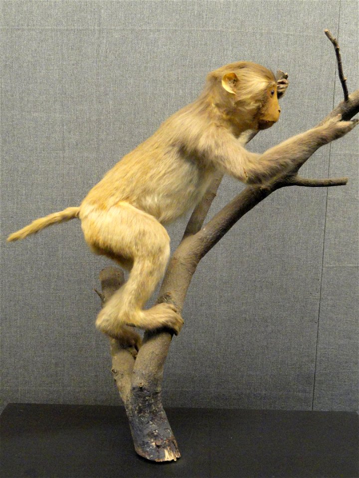 Taxidermy exhibit in the Kunming Natural History Museum of Zoology (昆明动物博物馆), Kunming, Yunnan, China.