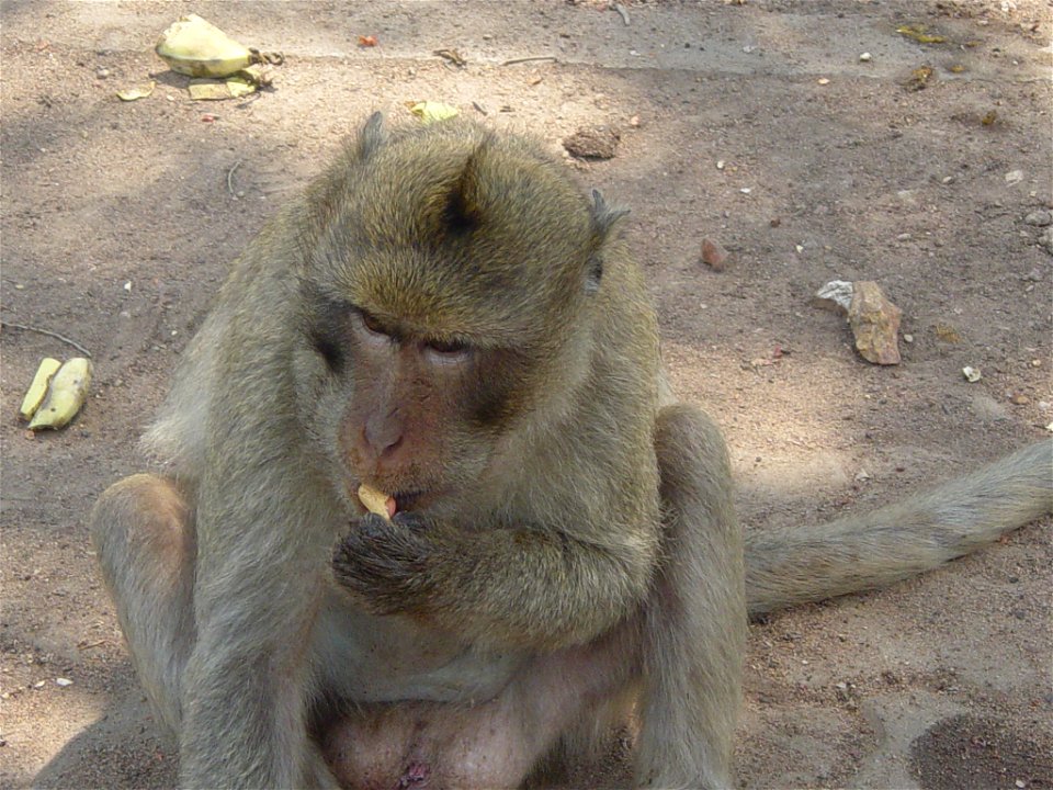 Rhesus Macaque eating a peanut in Khao No-Khao Kaeo, Nakhon Sawan, Thailand