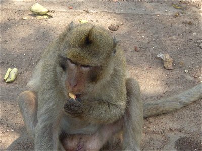 Rhesus Macaque eating a peanut in Khao No-Khao Kaeo, Nakhon Sawan, Thailand photo