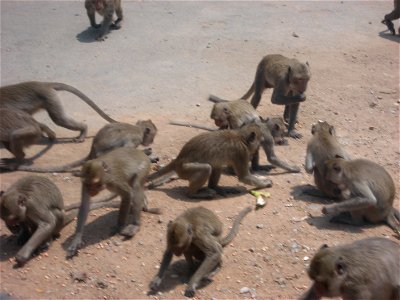 Rhesus Macaques feeding; in Khao No-Khao Kaeo, Nakhon Sawan, Thailand photo