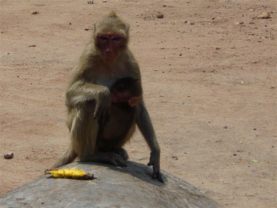 Female Rhesus Macaque with infant in Khao No-Khao Kaeo, Nakhon Sawan, Thailand