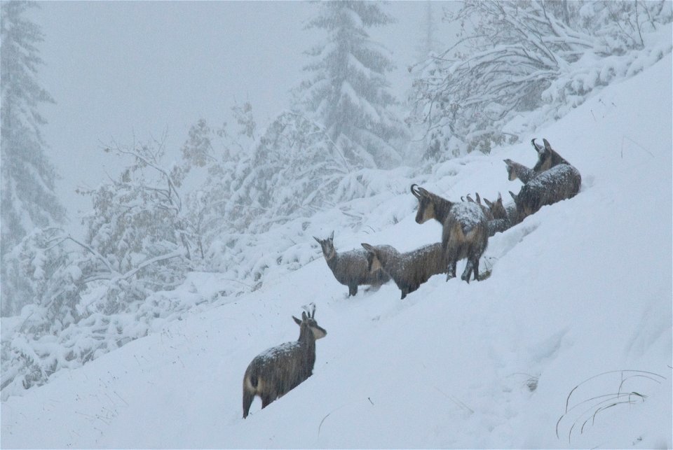 A herd of  at the first day of snow in mid autumn.