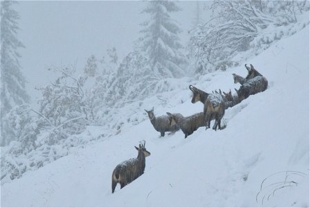 A herd of  at the first day of snow in mid autumn.