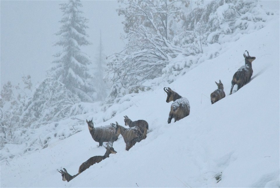 A herd of  at the first day of snow in mid autumn.