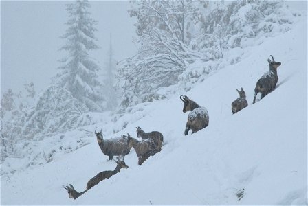 A herd of  at the first day of snow in mid autumn.
