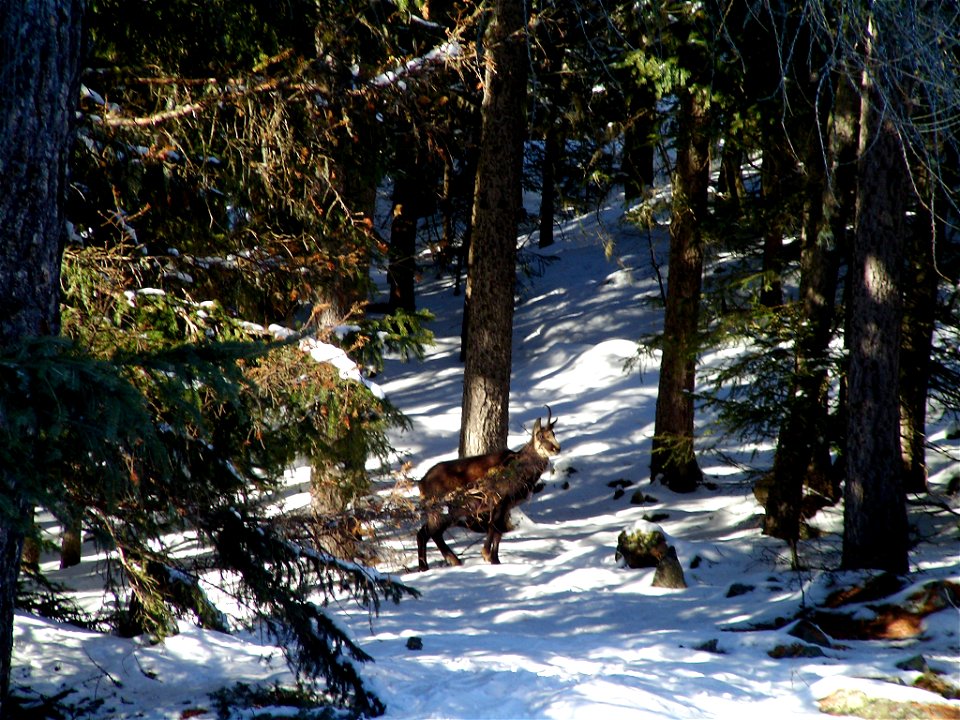 Un camoscio presso Cogne