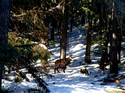 Un camoscio presso Cogne