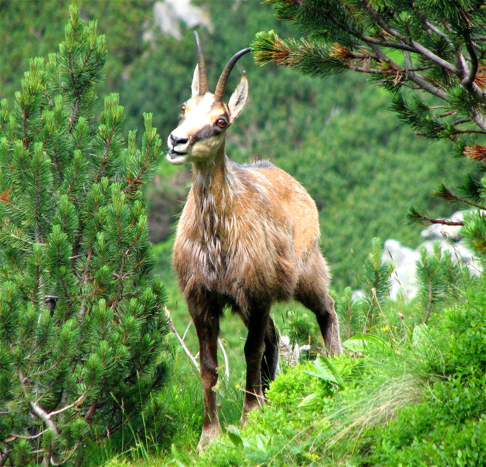 Kozica (Tatry Wysokie - Polska)