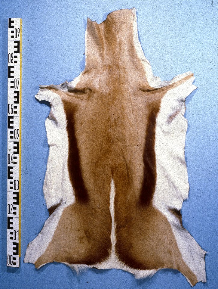Springbuck (Antidorcas marsupialis). Fur skin collection, Bundes-Pelzfachschule, Frankfurt/Main, Germany