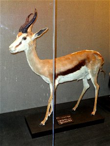 Taxidermy exhibit in the Kunming Natural History Museum of Zoology (昆明动物博物馆), Kunming, Yunnan, China.