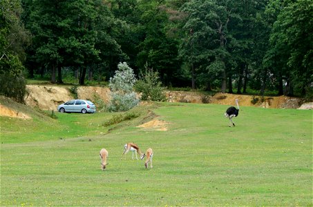 The "safari" in the Thoiry zoo.
