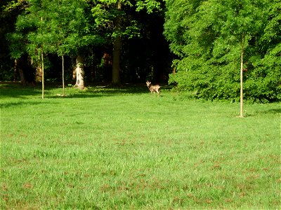 chevreuil dans le parc de Rentilly, Seine-et-Marne, France