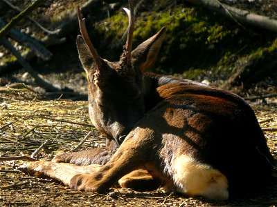 A male Roe Deer (capreolus capreolus). Italy. photo