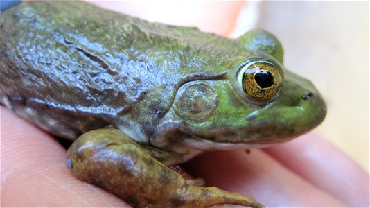For many the the low, throaty evening croak of an American bullfrog signifies summertime. However, in certain areas of the western United States, these big and mobile omnivores have recently become in photo