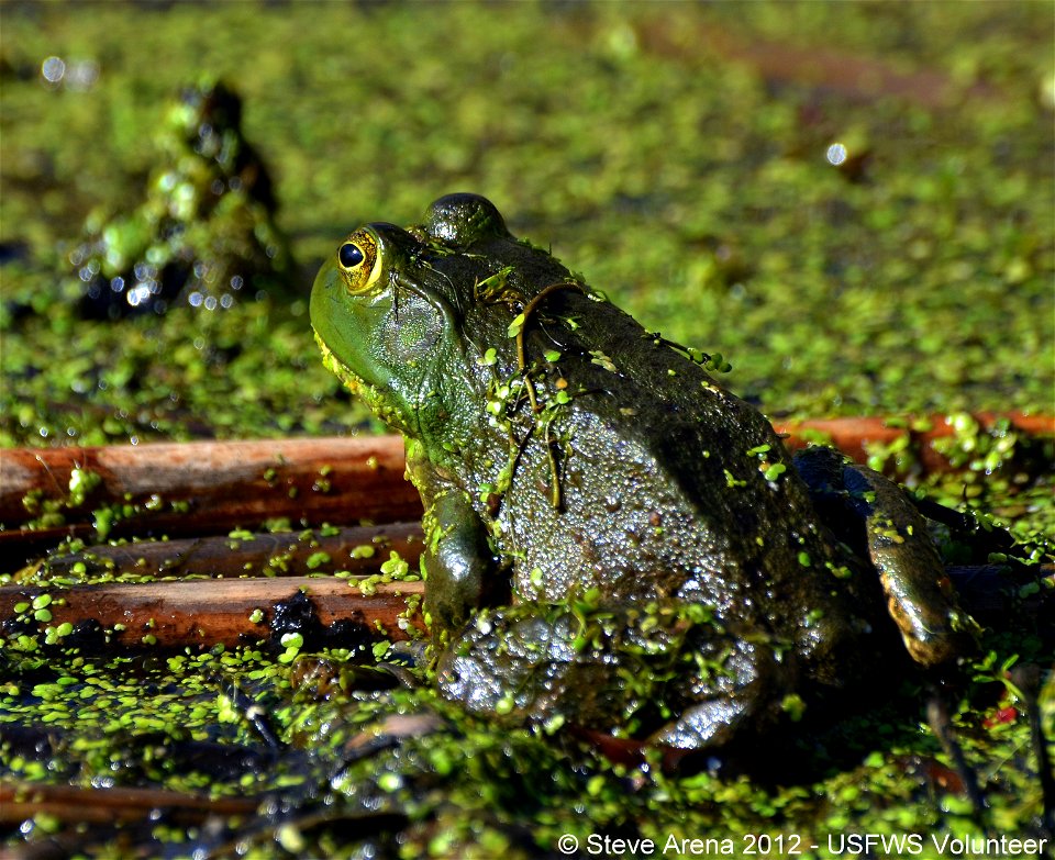 American bullfrog at Great Meadows National Wildlife Refuge.


Credit: Steve Arena/USFWS
