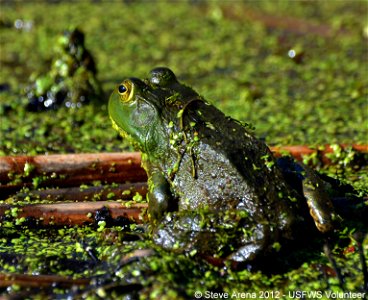 American bullfrog at Great Meadows National Wildlife Refuge.


Credit: Steve Arena/USFWS
